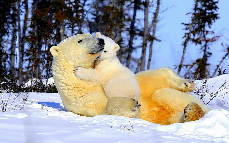 полярни мечки, животни, бозайници, природа, диви животни, бебета животни, HD тапет