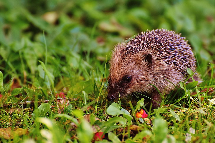 animal, animal world, blur, close up, cute, environment, flowers, food, grass, hayfield, hedgehog, leaves, little, mammal, nocturna, outdoors, prickly, spiny, wild, wildlife, HD wallpaper