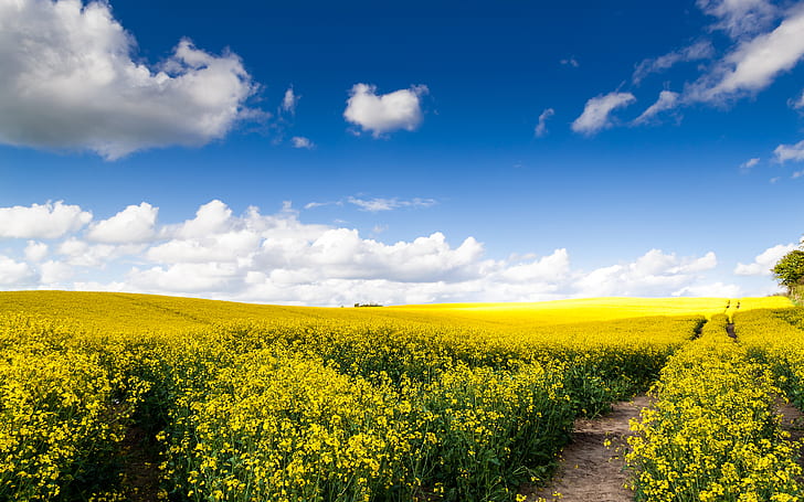 Golden fields, Northern Germany, Rape fields, Bloom, Sunny day, HD wallpaper