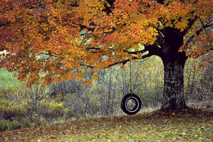 trees autumn season summer swings 2000x1333  Nature Seasons HD Art , Trees, autumn (season), HD wallpaper