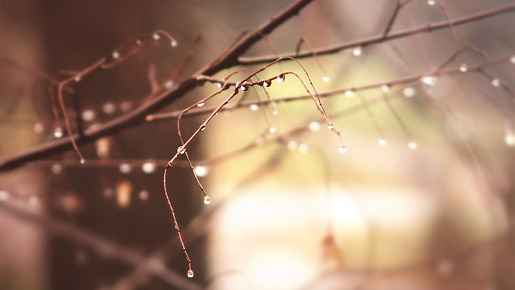 tree branch, selective focus of tree branch with water des, macro, water drops, HD wallpaper