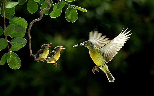 three hummingbirds, birds, animals, baby animals, leaves, HD wallpaper HD wallpaper