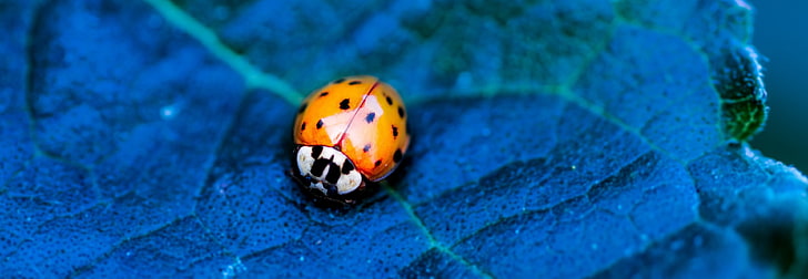 ladybird 4k beautiful background, HD wallpaper