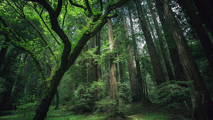 hutan hijau, indah, hutan, pohon, tanaman, hutan, Wallpaper HD