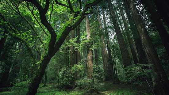 bosque verde, hermoso, selva, árboles, plantas, bosque, Fondo de pantalla HD HD wallpaper