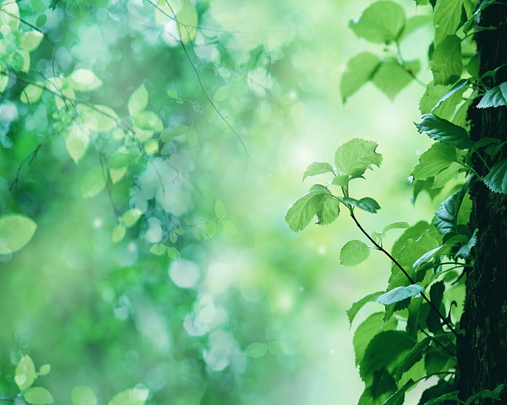 الأوراق الخضراء نبات، طبيعة، فرع، أوراق الشجر، خلفية HD