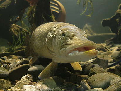 ikan, ikan, memancing, Pike, predator, Olahraga, bawah air, air, Wallpaper HD HD wallpaper