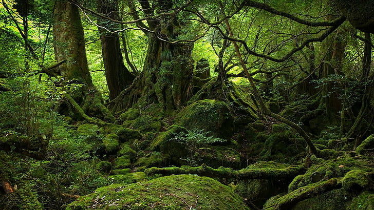 Jakuszima, Japonia, skała, natura, światło, trawa, liście, mech, drzewa, las, winorośl, konary, przyroda i krajobrazy, Tapety HD