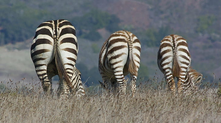 three zebras on brown grass field photo, zebra, zebra, butts, zebras, brown, grass, field, photo, stripes, hearst ranch, wildlife, nature, striped, animal, africa, animals In The Wild, HD wallpaper