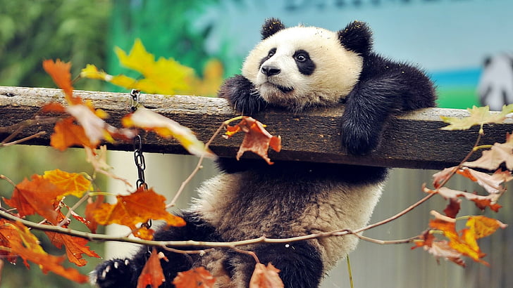 panda bear, panda, bear, wood, cute, wild animal, leaves, autumn, HD wallpaper