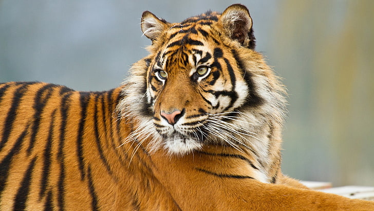 tiger desktop, HD wallpaper