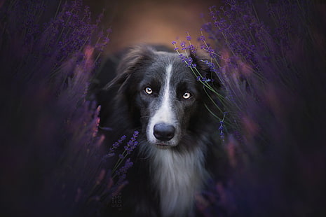 hewan, anjing, Border Collie, Wallpaper HD HD wallpaper