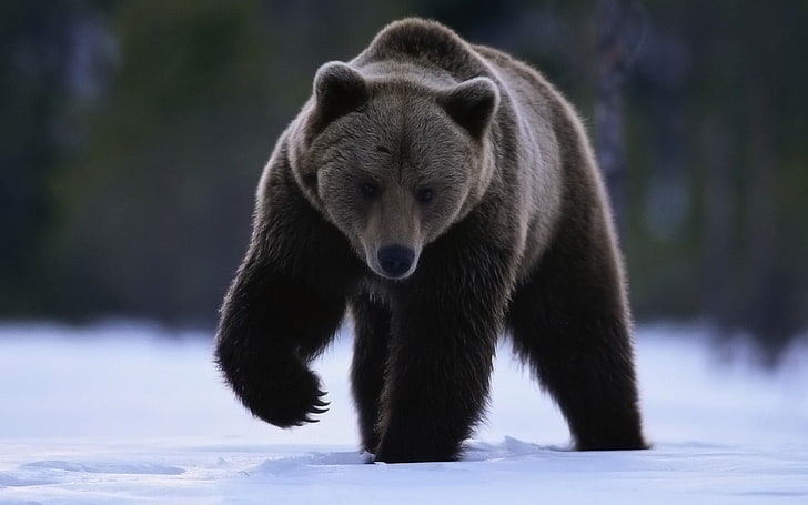 ursos, neve, animais, HD papel de parede