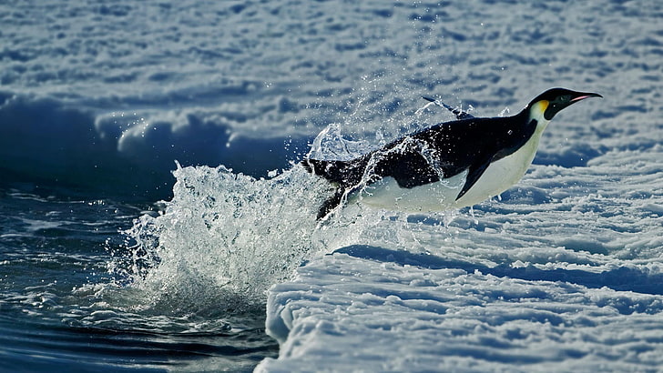 ปลาขาวและดำกับปลาธรรมชาติสัตว์ฤดูหนาวหิมะเพนกวินแอนตาร์กติกาทะเลน้ำกระโดดกระเด็นระยะชัดลึก, วอลล์เปเปอร์ HD