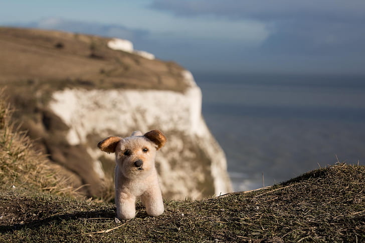 cliff, Cliffs Of Dover, closeup, Coastline, Depth Of Field, dog, England, landscape, nature, sea, toys, UK, HD wallpaper
