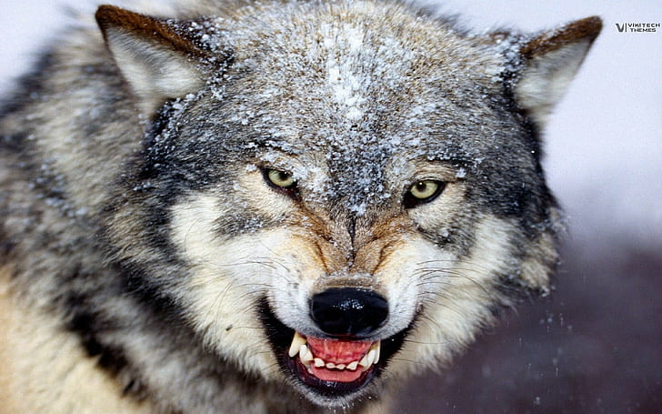 Animales, salvajes, lobos, Fondo de pantalla HD | Wallpaperbetter