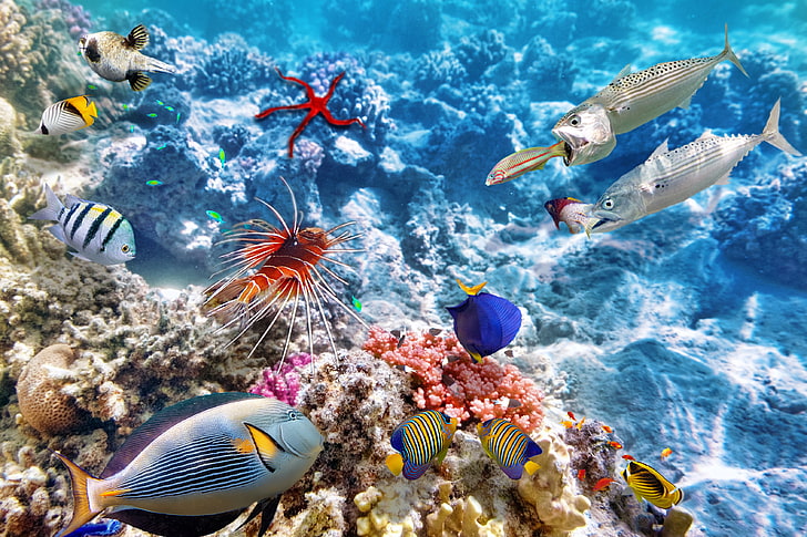 variety of fish, coral, coral reef, underwater, fish, animals, photo manipulation, HD wallpaper