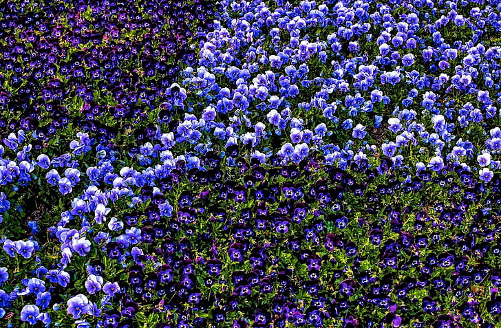Pansy, viola, violet garden, HD wallpaper