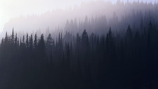 silhuett skog, träd, skog, tallar, Francescopaci, natur, violett, dimma, HD tapet HD wallpaper