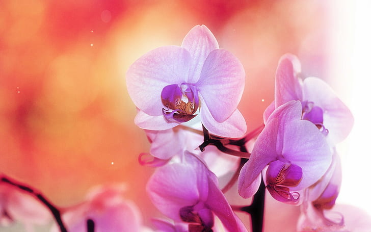 fiori rosa, orchidee, fiori, Sfondo HD