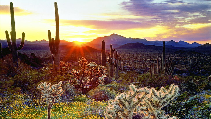 la nature, ciel, désert, cactus, région sauvage, désert de Sonora, Arizona, États-Unis, coucher de soleil, paysage, soir, lumière du soleil, Fond d'écran HD