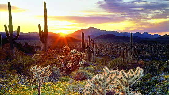 природа, небе, пустиня, кактус, пустиня, пустиня Соноран, Аризона, САЩ, залез, пейзаж, вечер, слънчева светлина, HD тапет HD wallpaper