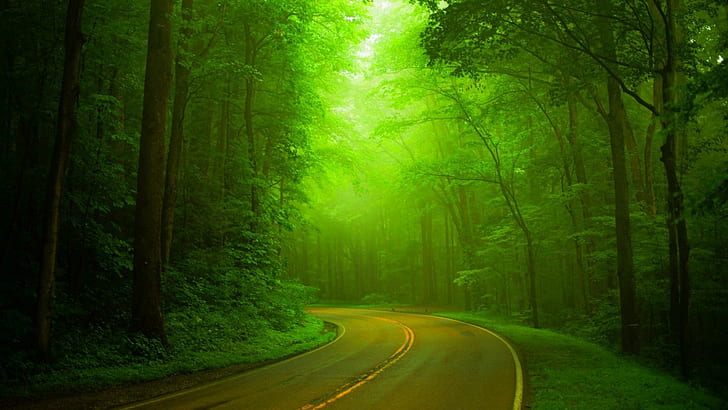 Естествени, зелени гори, гори, пътища, мъгляви, зелен пейзаж, зелени дървета, естествени, зелени гори, гори, пътища, мъгляви, зелен пейзаж, HD тапет