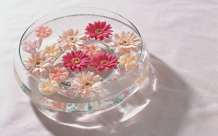 miska z różowo-beżowymi kwiatami Daisy, woda, kwiaty, czerwony, wazon, różowy, biały, gerbera, Tapety HD