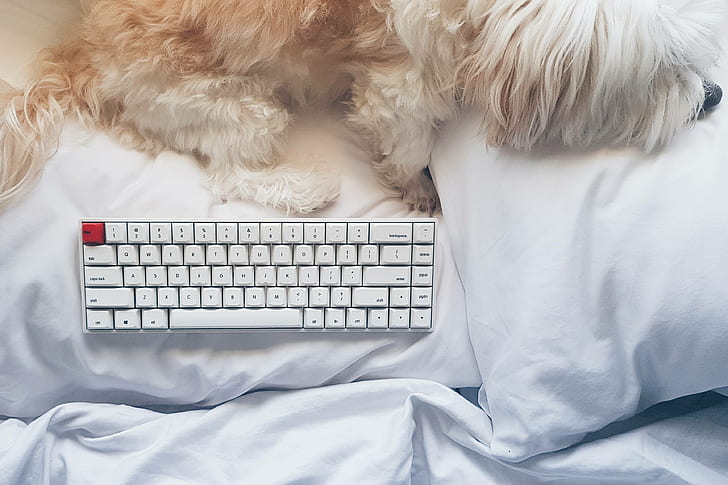 mekaniskt tangentbord, hund, säng, kudde, HD tapet