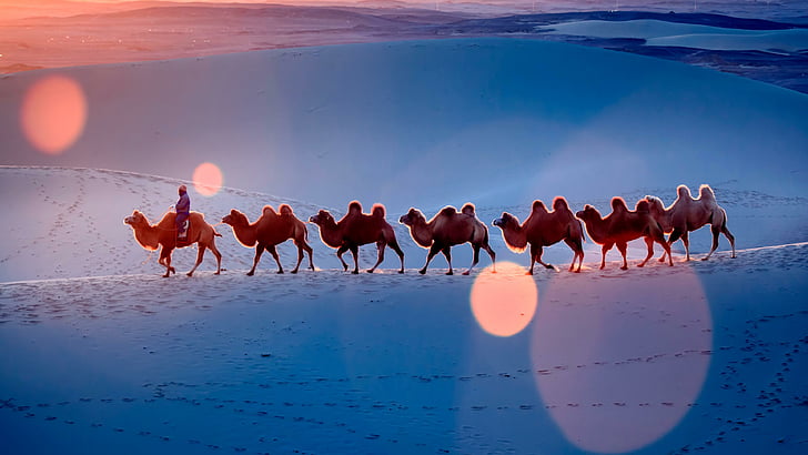 desierto, equipo de camellos, camellos, camellos, luz solar, cielo, dunas, paisaje, animales de carga, Fondo de pantalla HD