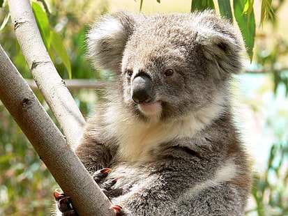 animales, koalas, rama, Fondo de pantalla HD HD wallpaper
