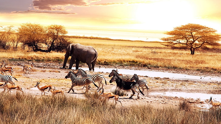 braunes hölzernes Pferdetischdekor, Afrika, Elefant, Zebras, HD-Hintergrundbild