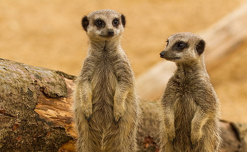 meerkat, Meerkats, HD wallpaper HD wallpaper