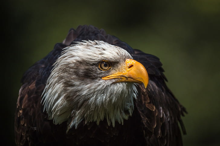 Águila calva de cabeza blanca, águila gris y marrón, blanca, con cabeza, calva, águila, pájaro, Fondo de pantalla HD