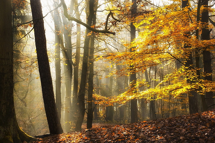 кафяви дървета, пейзаж, природа, слънчева светлина, есен, листа, гора, мъгла, жълто, дървета, HD тапет