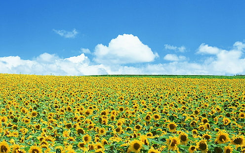 Blumen, 1920x1200, Sonnenblume, Bilder von Sonnenblumen, Fotos von Sonnenblumen, Sonnenblumenbilder, Sonnenblumenfeldbilder, Sonnenblumenfeld, HD-Hintergrundbild HD wallpaper