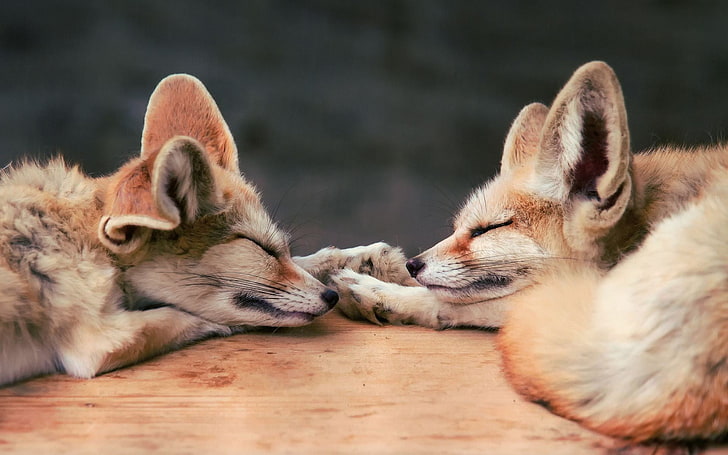 две крошки рыжая лиса, лиса, беби животные, животные, спящие, HD обои