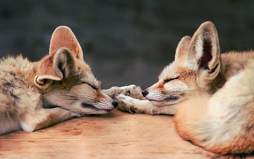 deux bébé renard roux, renard, bébés animaux, animaux, dormir, Fond d'écran HD HD wallpaper