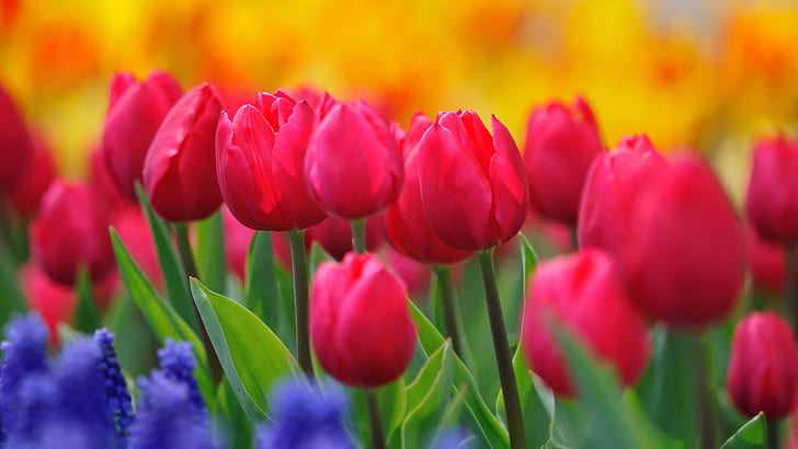 tulipes, tulipes, Fond d'écran HD