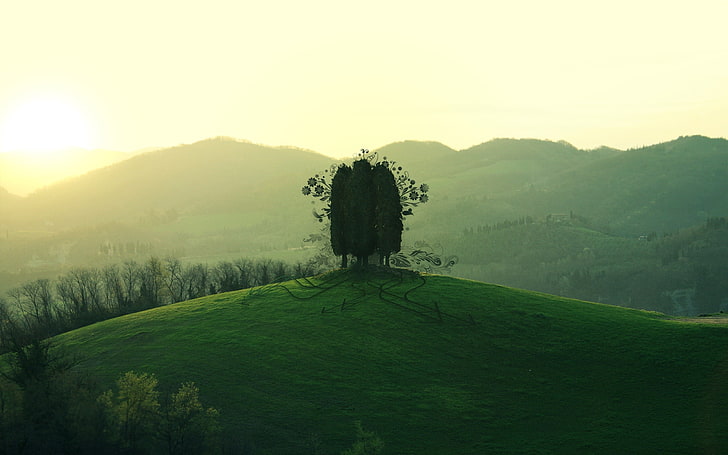 pohon, gunung, rumput, Wallpaper HD