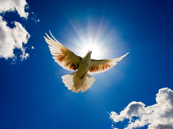 Dove Bird from Sky, dari, burung, merpati, binatang dan burung, Wallpaper HD