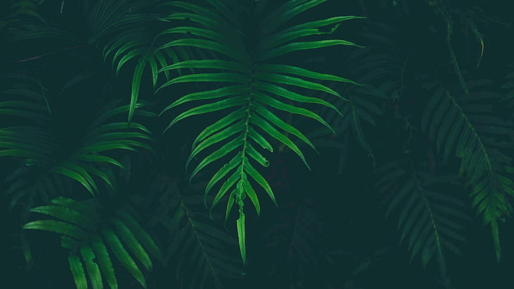 planta, folhas verdes, verde, HD papel de parede