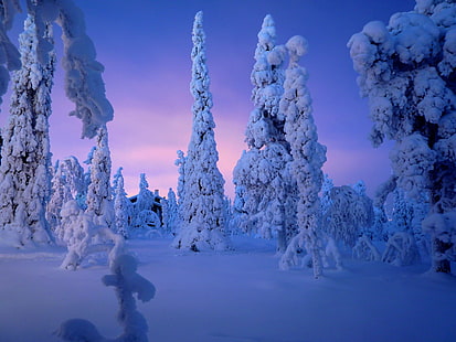 árvores cobertas de neve sob céu nublado roxo, neve, coberto, árvores, roxo, nublado, céu, ruka kuusamo, lapônia finlândia, nevado, noite, inverno, natureza, árvore, frio - temperatura, geada, gelo, floresta, congelado, azul,branco, paisagem, estação, ao ar livre, natal, HD papel de parede HD wallpaper