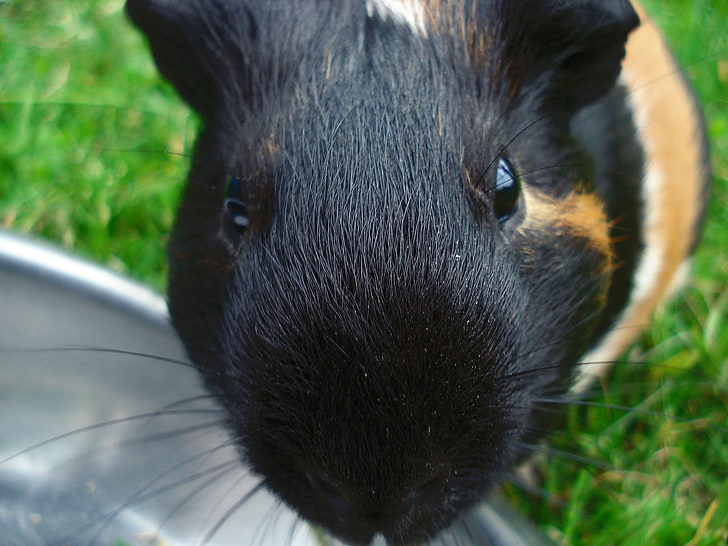 black and brown guinea pig, guinea pig, color, muzzle, hair, HD wallpaper