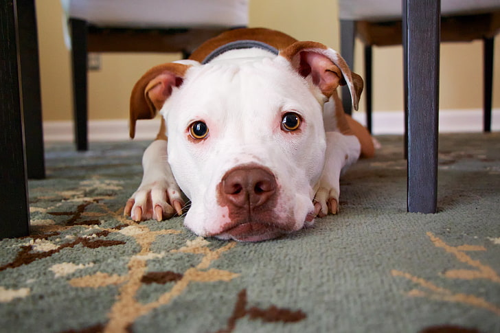 yetişkin açık kahverengi Amerikan Staffordshire terrier, köpek, yüz, gözler, yalanlar, HD masaüstü duvar kağıdı