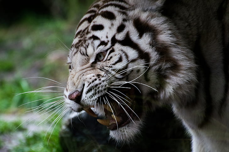 โกรธสัตว์เสือขาว, วอลล์เปเปอร์ HD