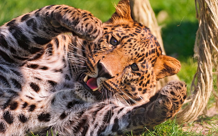 adult leopard, leopard, paw, big cat, predator, HD wallpaper