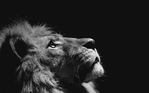 lion, looking, sky, animal, nature, dark, photo, HD wallpaper HD wallpaper