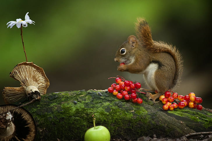 다람쥐는 딸기를 먹고, 갈색 다람쥐, 다람쥐, 먹고, 딸기, 버섯, s, 동물, 최고의 s, HD, HD 배경 화면