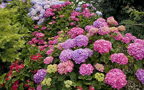 rosafarbene, purpurrote und gelbe Blumen, Hortensie, Garten, Grüns, viele, unterschiedlich, HD-Hintergrundbild HD wallpaper